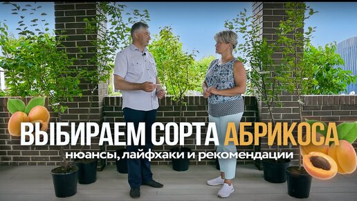 Как вырастить абрикос. Лучшие сорта абрикоса для средней полосы России.