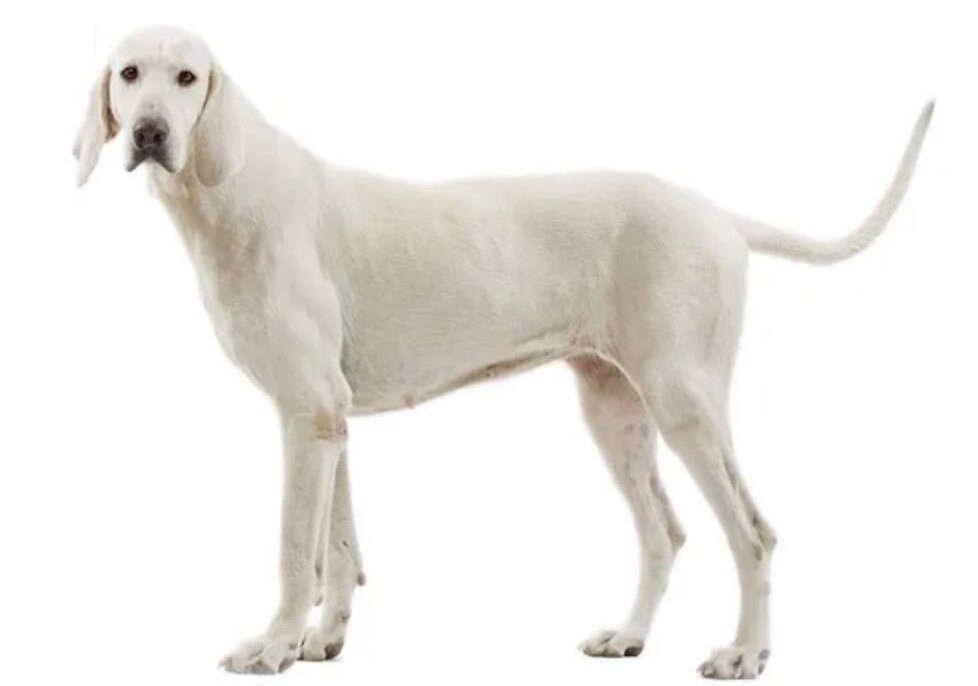 Большая охотничья собака (Фото: https://wamiz.co.uk/dog/breeds/110/billy)