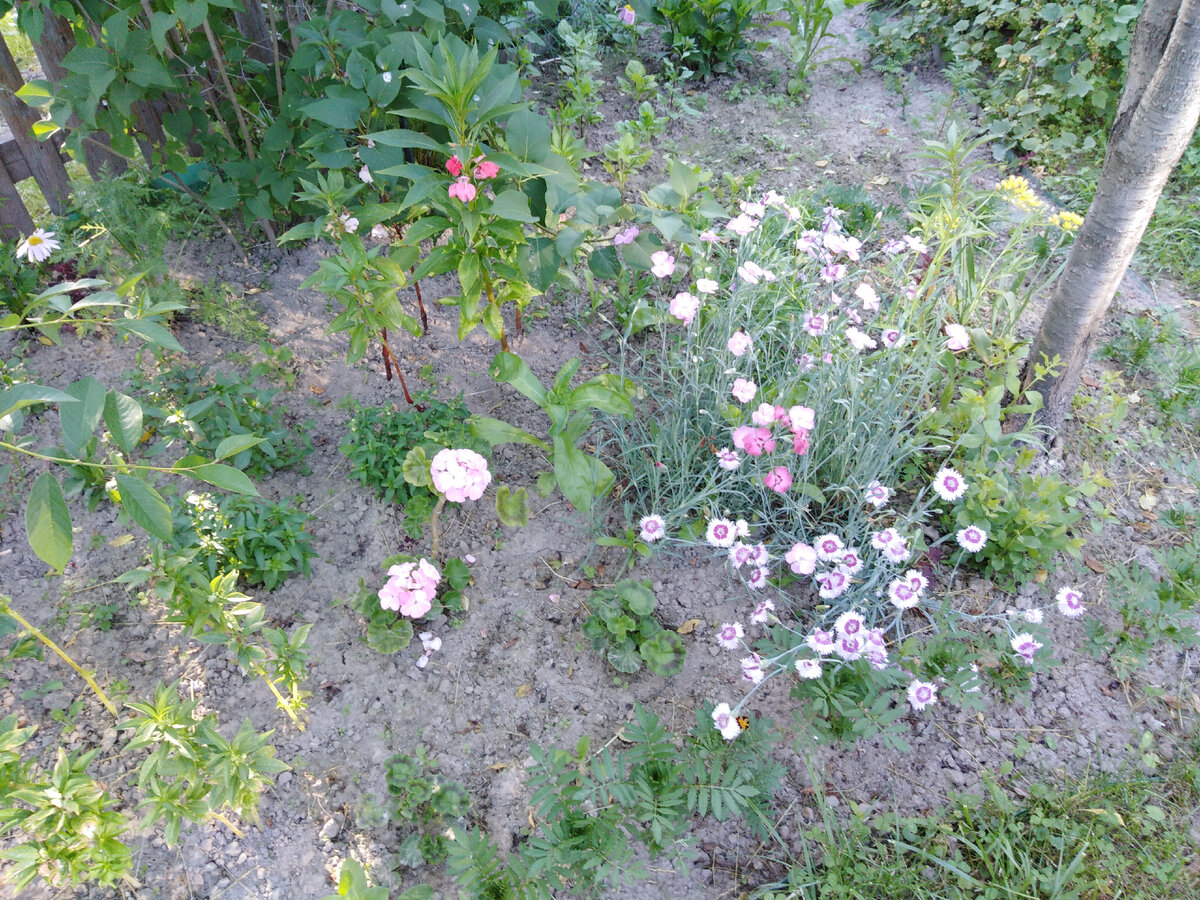 Между сиренью у забора и сливой на переднем крае