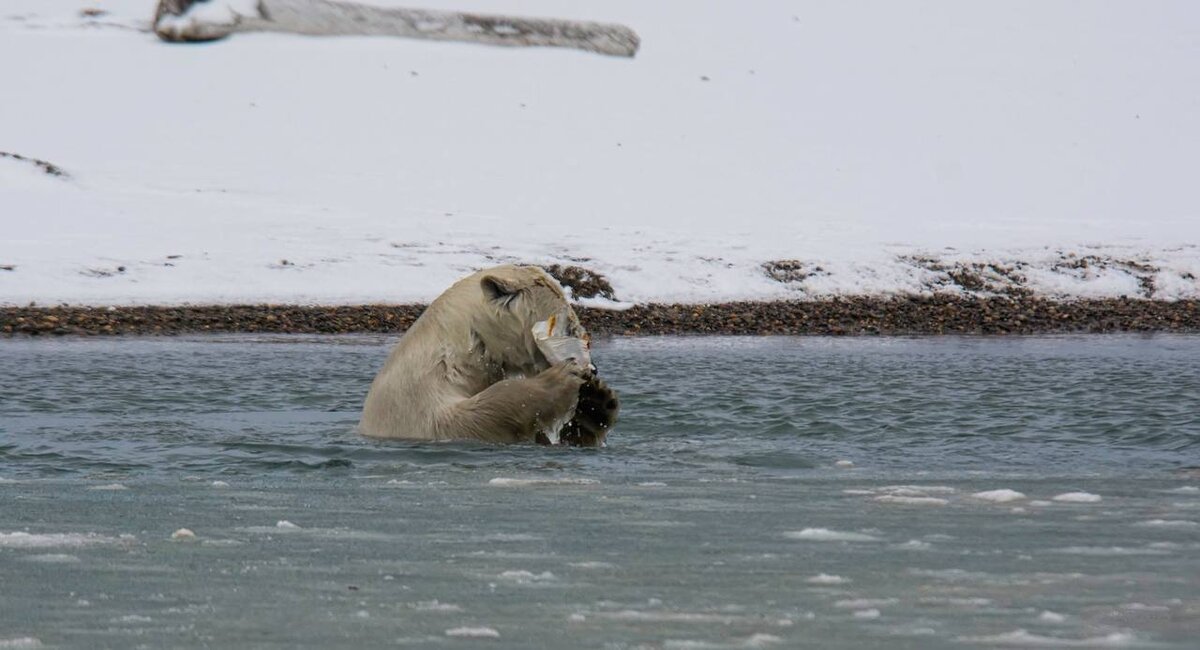 Автор фото: Anita Ritenour