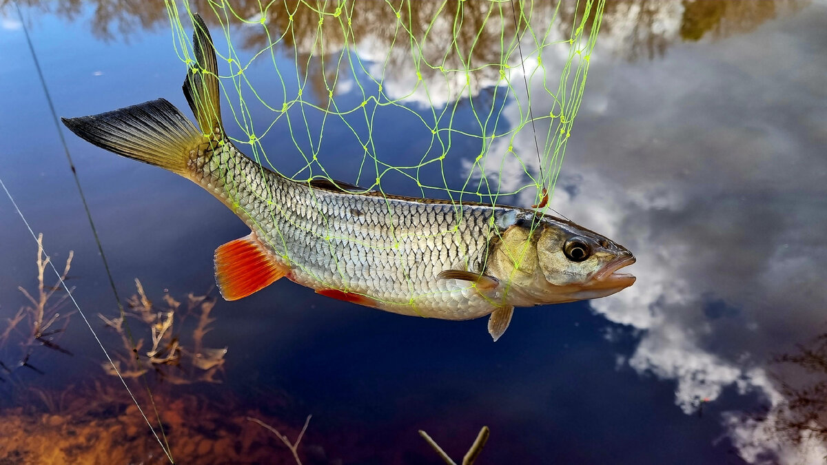 Не забывайте про подсак.