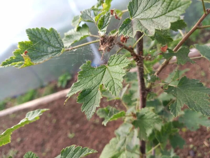 Кусты смородины. Иллюстрация для статьи используется по стандартной лицензии