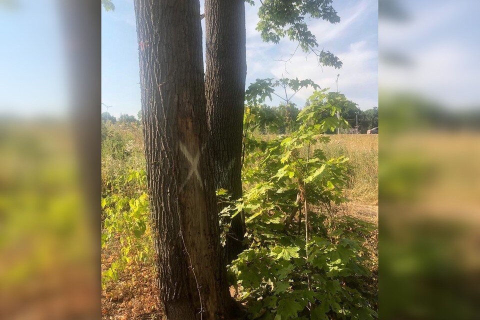     Помеченные деревья расположены на участке со стороны Московского шоссе. Фото: vk.com/lesopark63