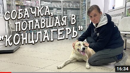 Спасение животных / Конфликт с зоозащитником / Спинальник у которого мало шансов.