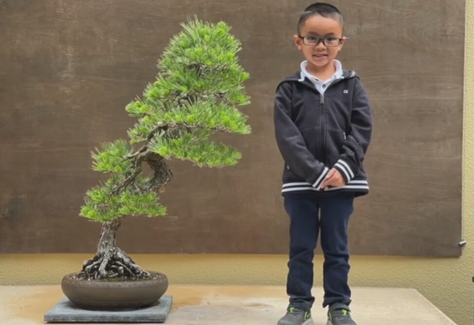 Маленький потомок Furuzawa во время посещения Pacific Bonsai Museum семьей у черной сосны, посаженной в 1942 году Juzaburo Furuzawa. 
Источник: https://www.youtube.com/watch?v=KMpMJLzIO-s
