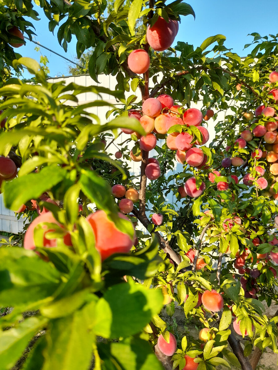 Слива в саду