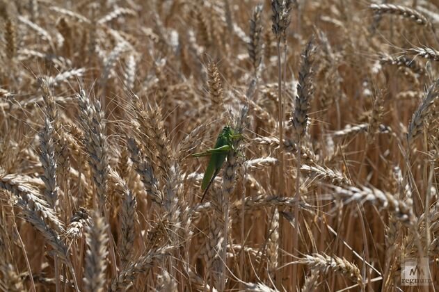    Пшеница Александр Погожев © ИА REGNUM