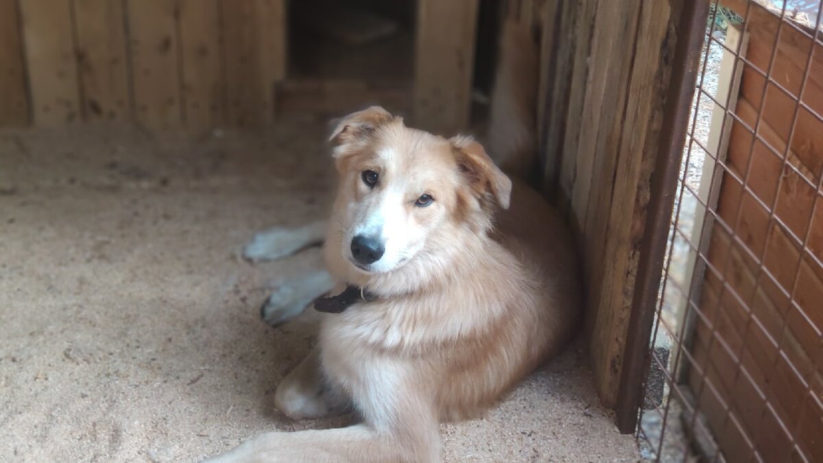 Собака с золотой шерстью