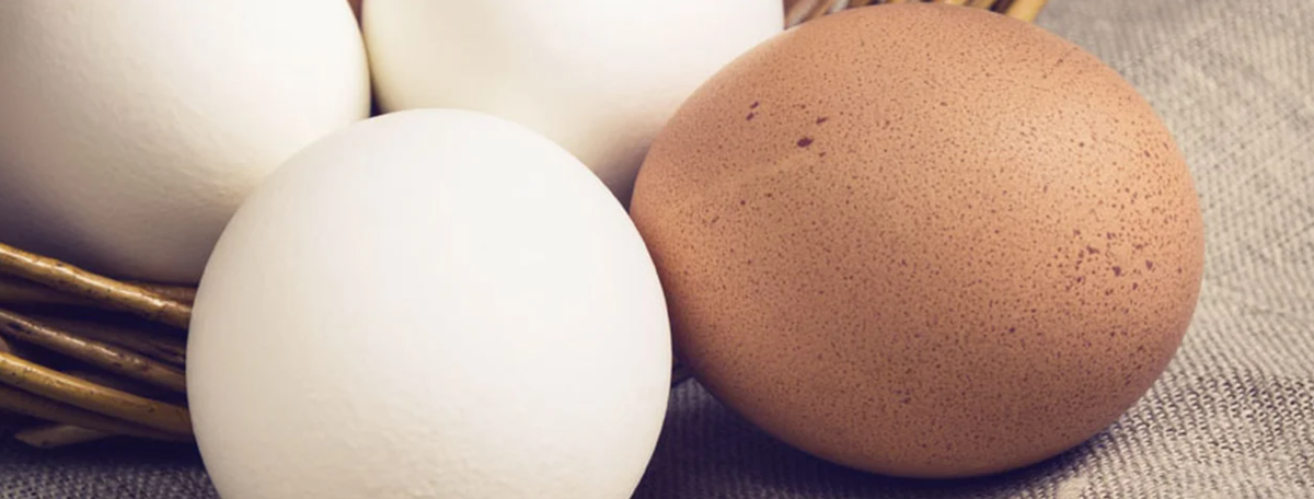 Белые куры несут белые яйца. Почему одни яйца белые а другие коричневые. Почему на яйце курином 2 цвета. Куры несущие крупные белые яйца. Яйцо в белой коробке фото.