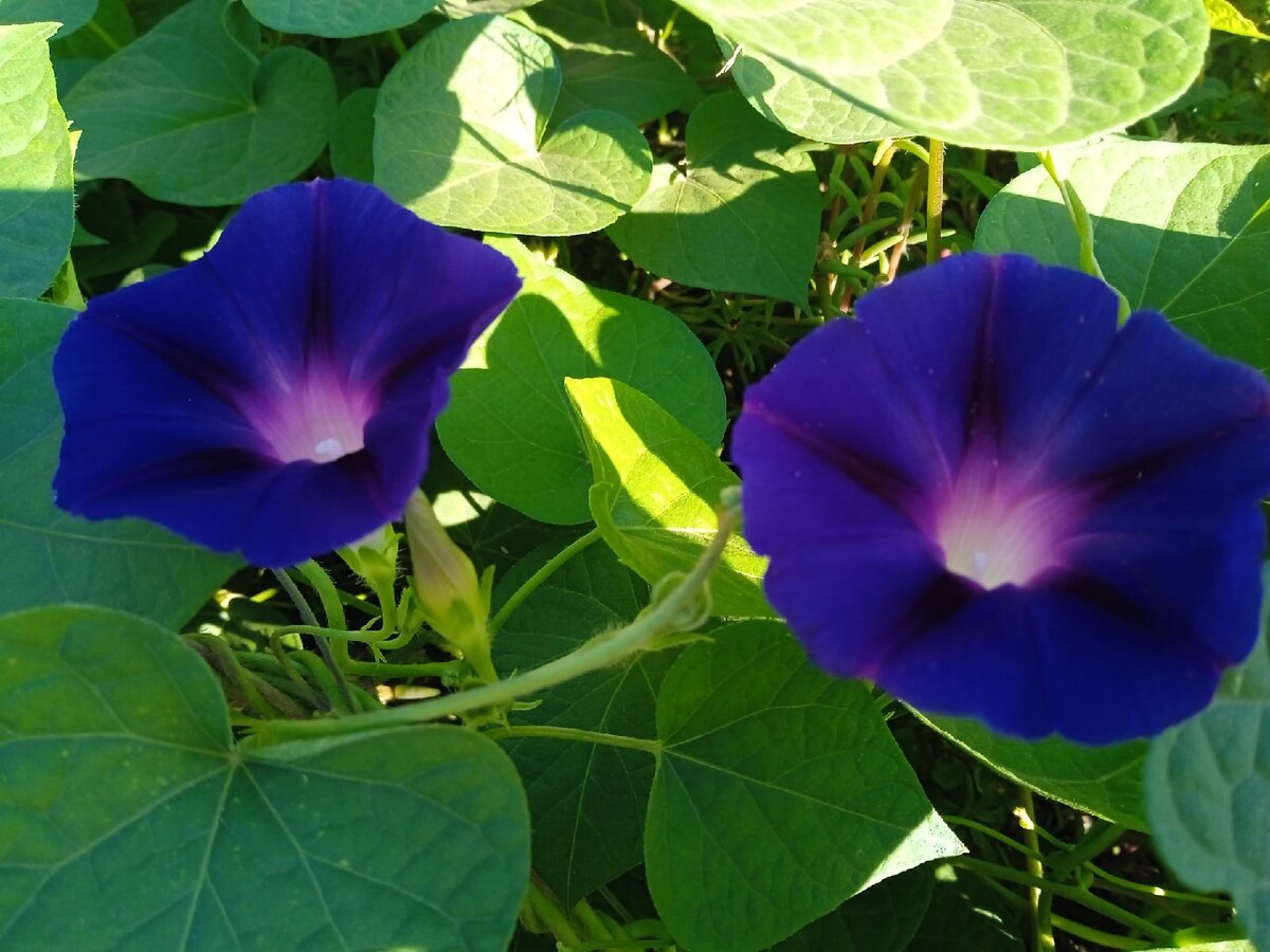 Вьюнок Ипомея