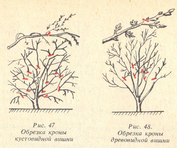 Обрезка вишни