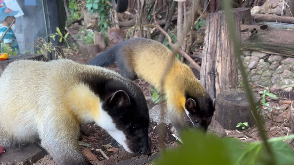 Харза. Фото: пресс-служба Московского зоопарка  📷
