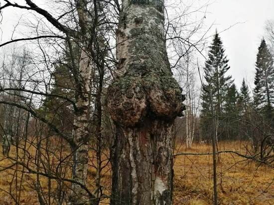     Фото пресс-службы нацпарка "Таганай".