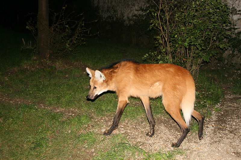 - Опять газонокосильщики приходили