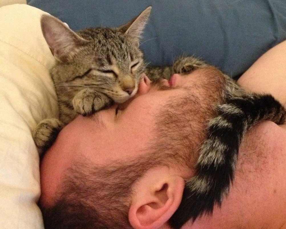😺Почему кошка спит на голове у человека | Нос, хвост, лапы | Дзен