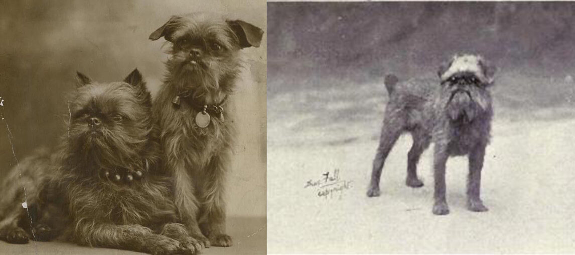 Гриффоны начала XIXв. Источник WikiMedia