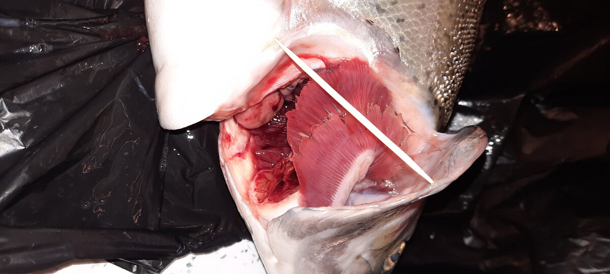 Вот такие светло-розовые жабры. Без нареканий.