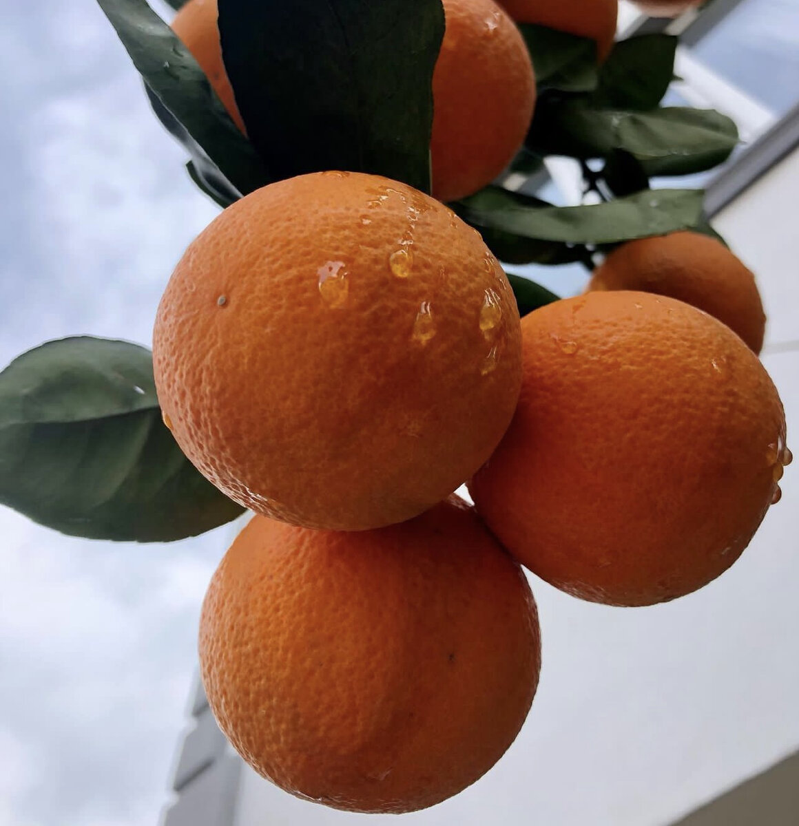 апельсиновое дерево италия. апельсиновый сад. апельсиновый рай. померанец дерево. апельсин пластик.