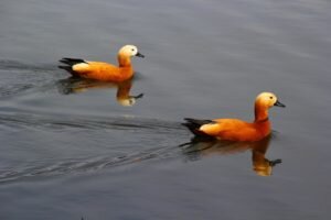    Огари. Фото: zelenograd24.ru Наталья Усова