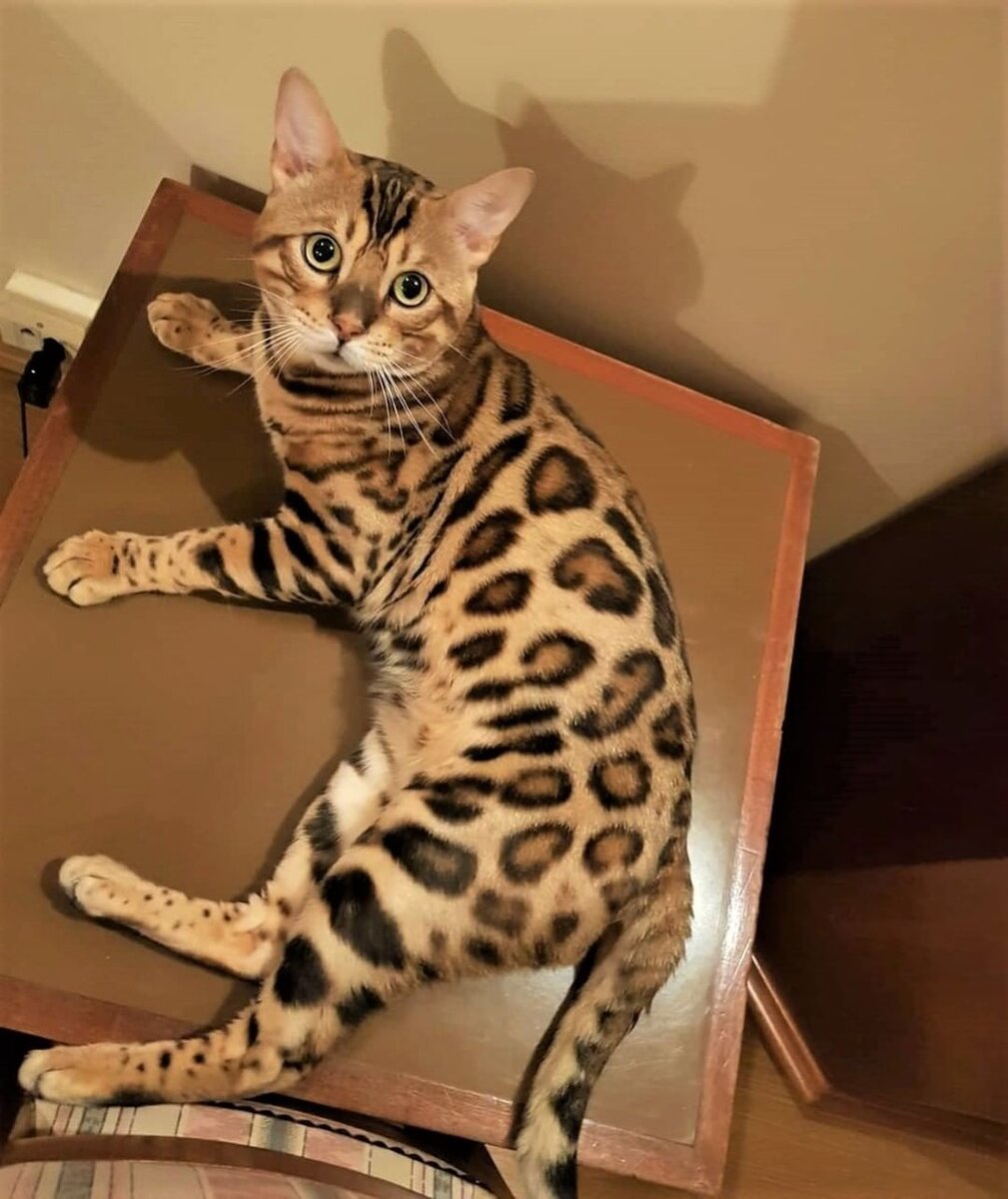 Бенгалы — очень ласковые и умные кошки: с ними можно поссориться только в том случае, если человек это захочет сделать сам. Большую часть времени животное предпочитает бегать, лазать и исследовать окрестности.