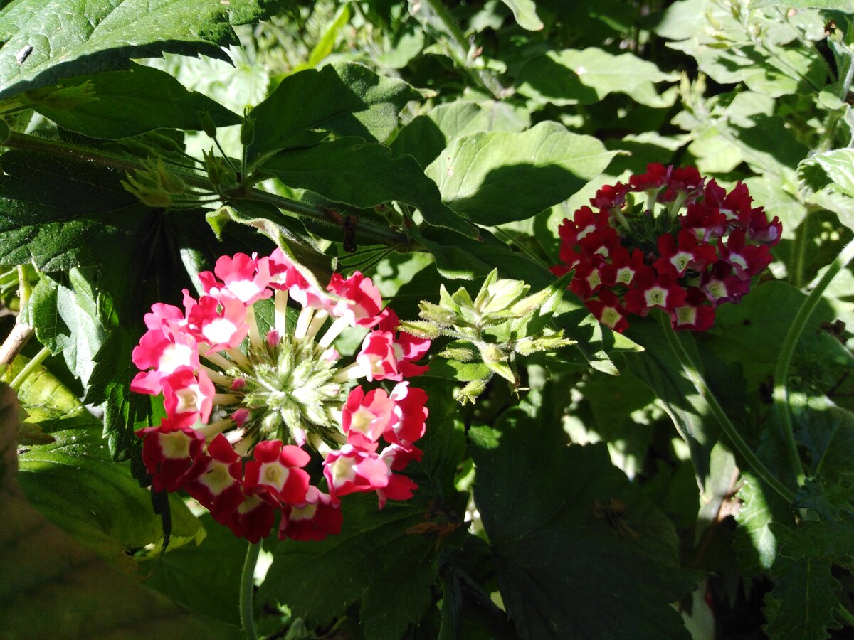 Вербена - один из однолетников, которые я больше сажать не буду