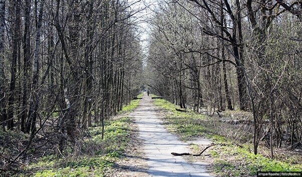 Абрамцевская просека. Абрамцевская просека фото. Абрамцевская просека. Абрамцевская просека. Абрамцевская просека лосиный остров.