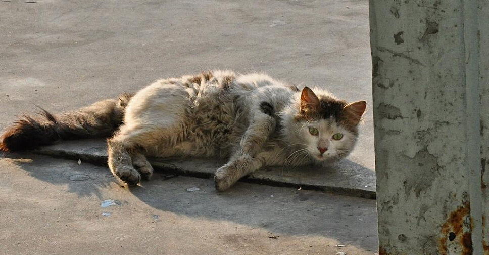 у животных есть чувства. бездомные кошки и собаки. среди зверей я зверь. животные внутри тебя. картинки плаката на тему бездомные животные.