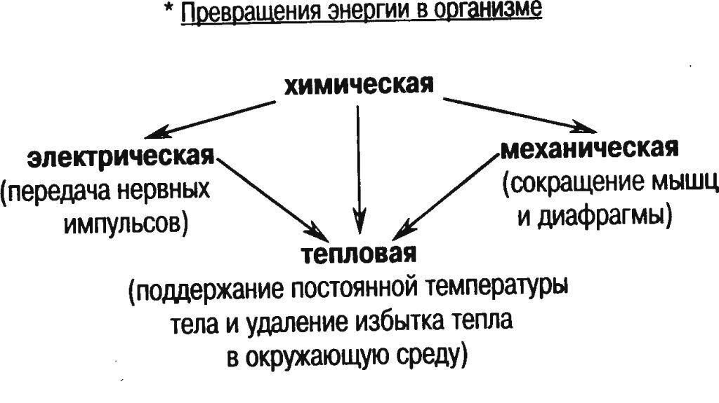 Приведите три примера физики в организме человека