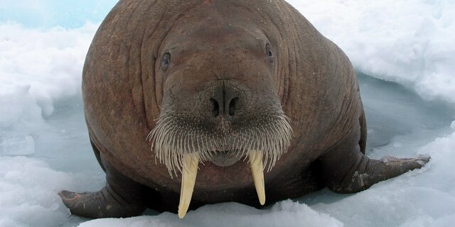    Морж Gazprom-neft.ru