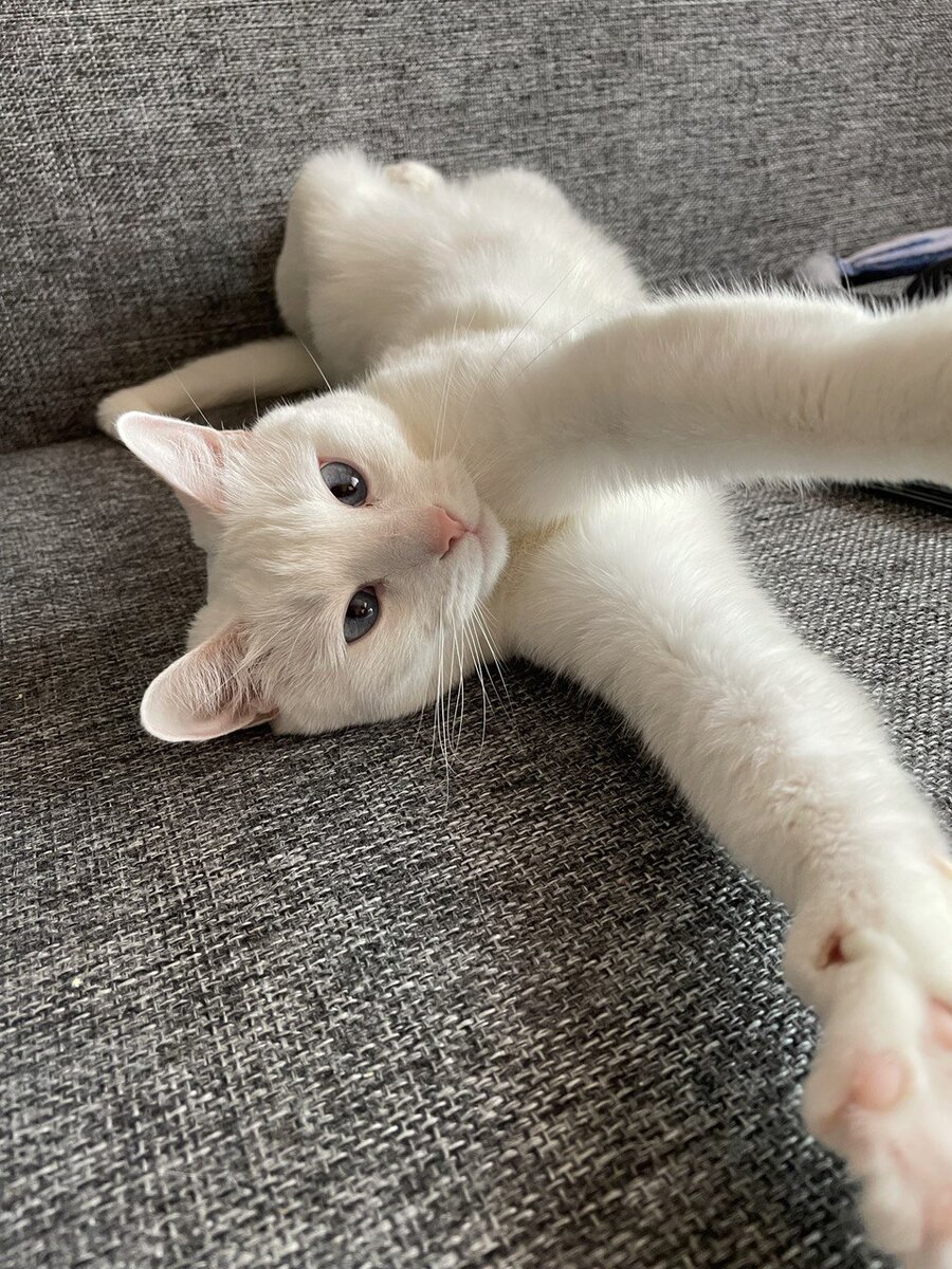 Гладя в эти милые невинные глаза, и не скажешь, что кошечка надула более чем на 200 тысяч рублей 😅