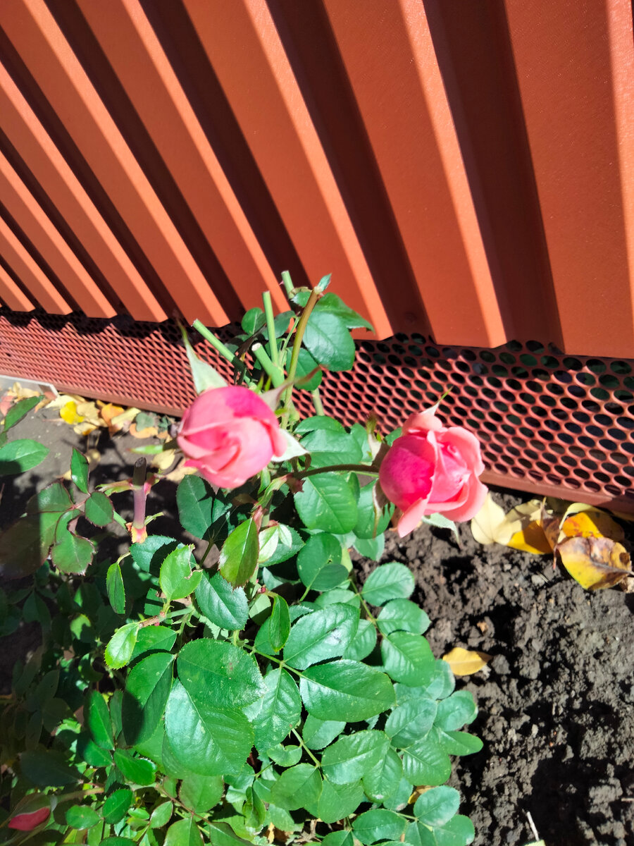 Цветут и осень им не помеха, цветут как ни в чем не бывало, этот куст обрезать рука не поднялась