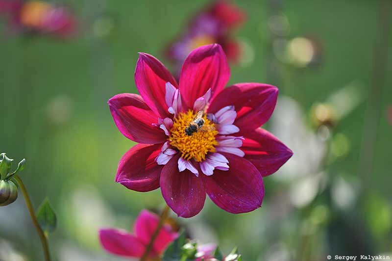 Королева георгин - 2021 ‘Eefje‘