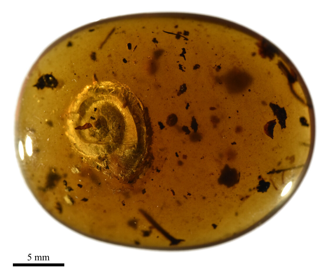 Индонезийская волосатая тимелия / Ptilocichla leucogrammica птица фото голос