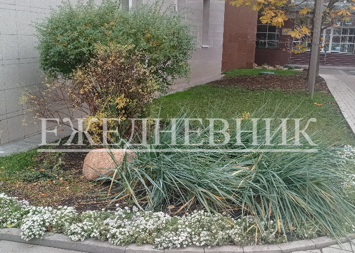 Ежедневник