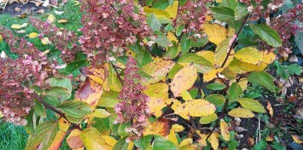 Почему желтеют листья у метельчатой гортензии