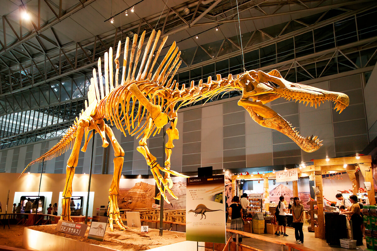 Спинозавр. Крупнейший загадочный хищный динозавр. Интересные факты про динозавра