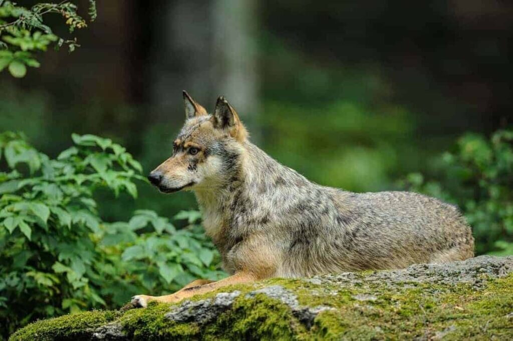    Волки в Нидерландах — все еще редкие гости / © wilderness-society.org