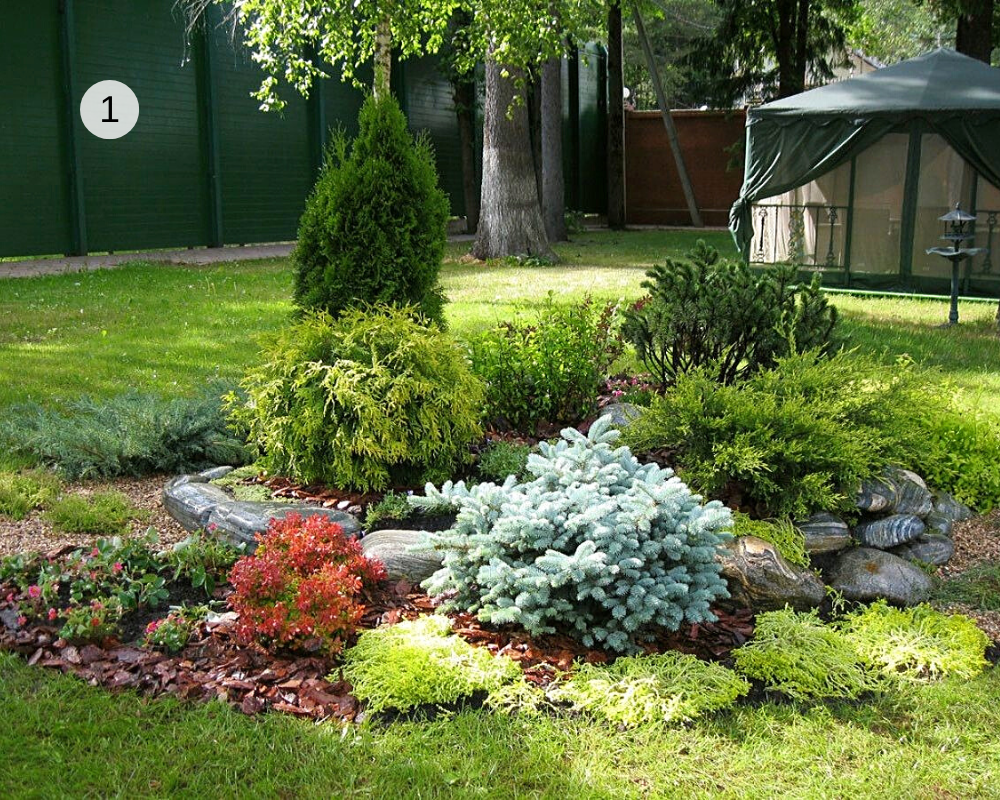 на фото 1 и 2 группы хвойных растений

