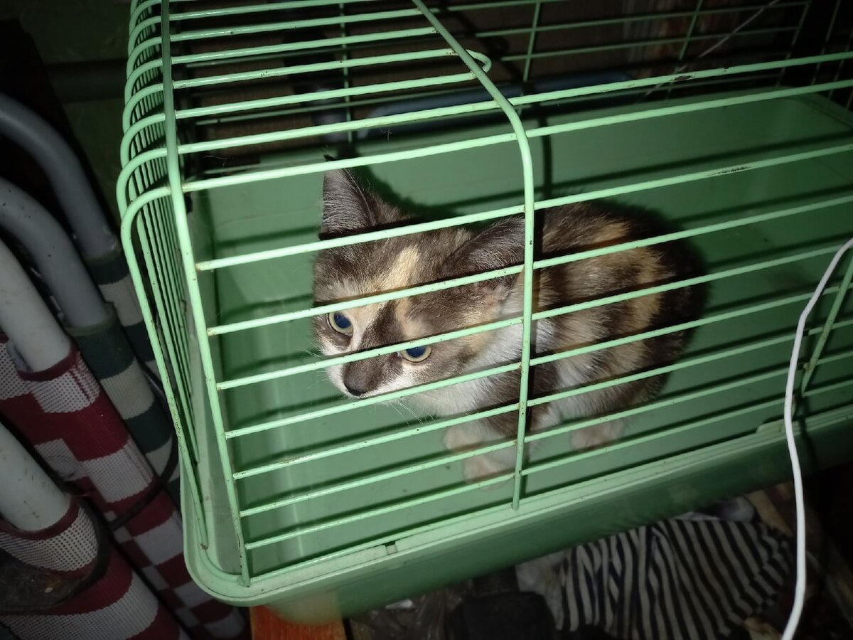 Никому не нужная малышка Клёпа. Первые минуты дома. (Фото из личного архива автора).