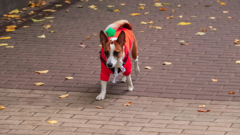   Автор фото: Виктория Курляндская (из архива)
