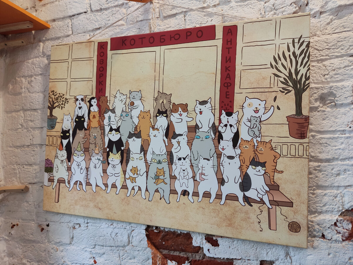 Кошачий рай: дом с выставлением на продажу, где коты были в центре внимания