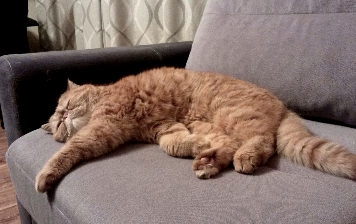 Нахожусь в постельном режиме. Фото из интернета, кот чужой а не мой