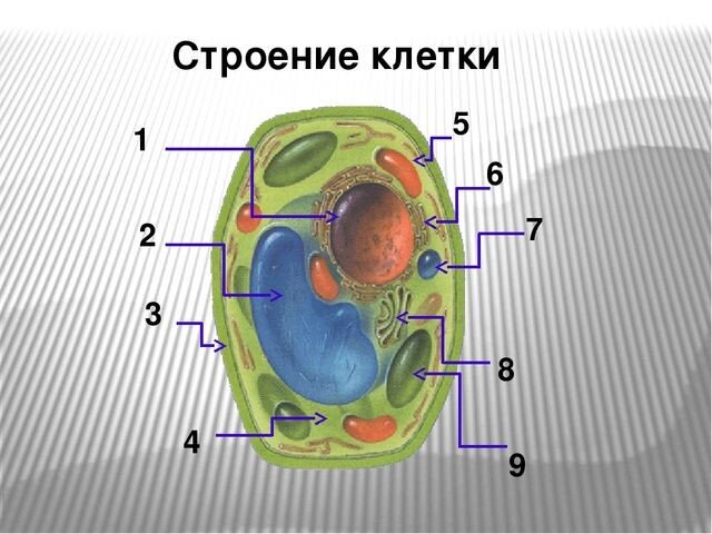 Поиск ответов на кроссворды и сканворды