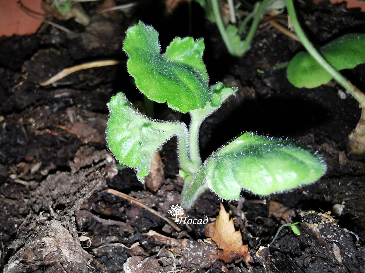 Никакими эпинами и цирконами я не пользовалась, так что эксперимент чистый.