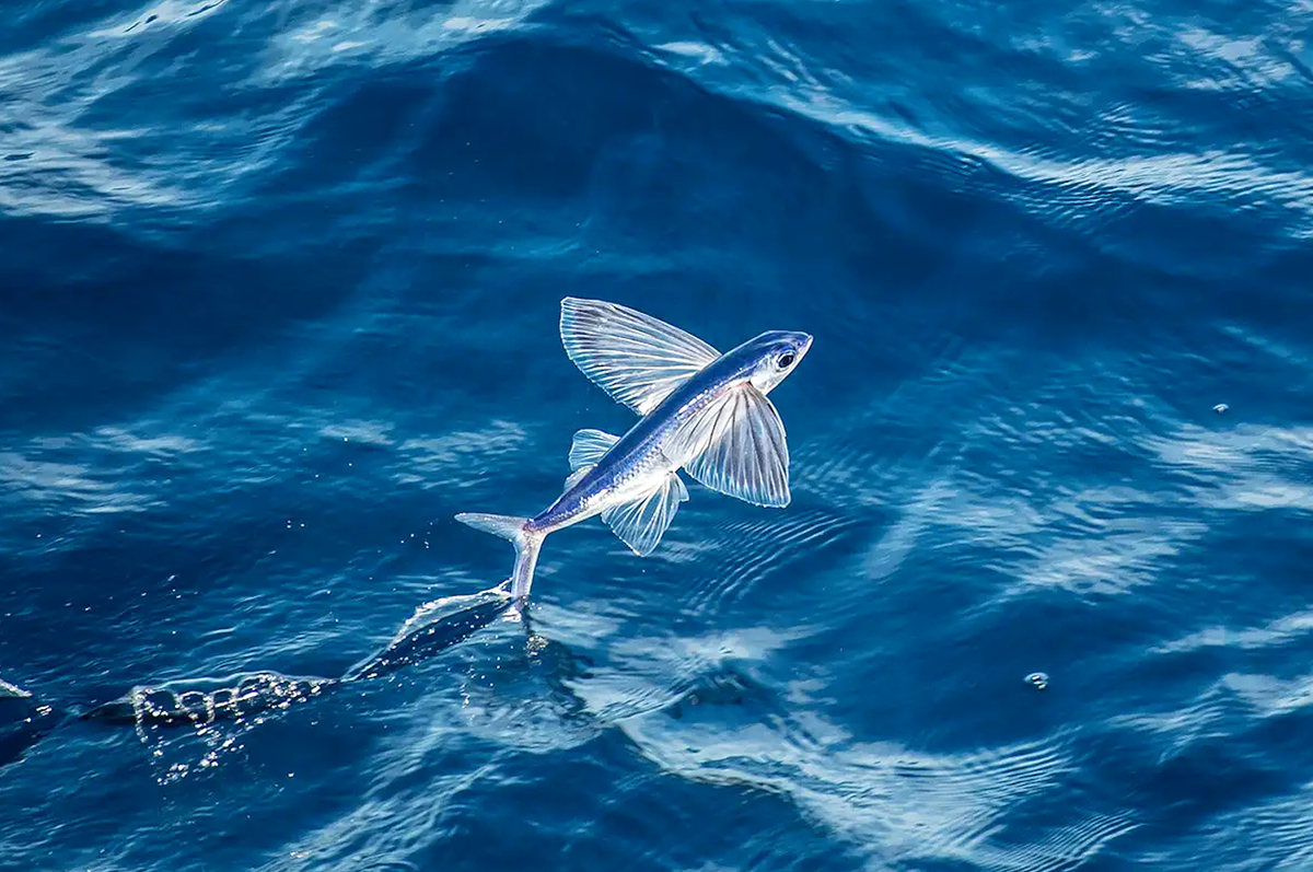 Летучая рыба 2. Японская летучая рыба Дальневосточный длиннокрыл. Четырехкрылая летучая рыба. Рыба летяга. Тобико рыба летающая.