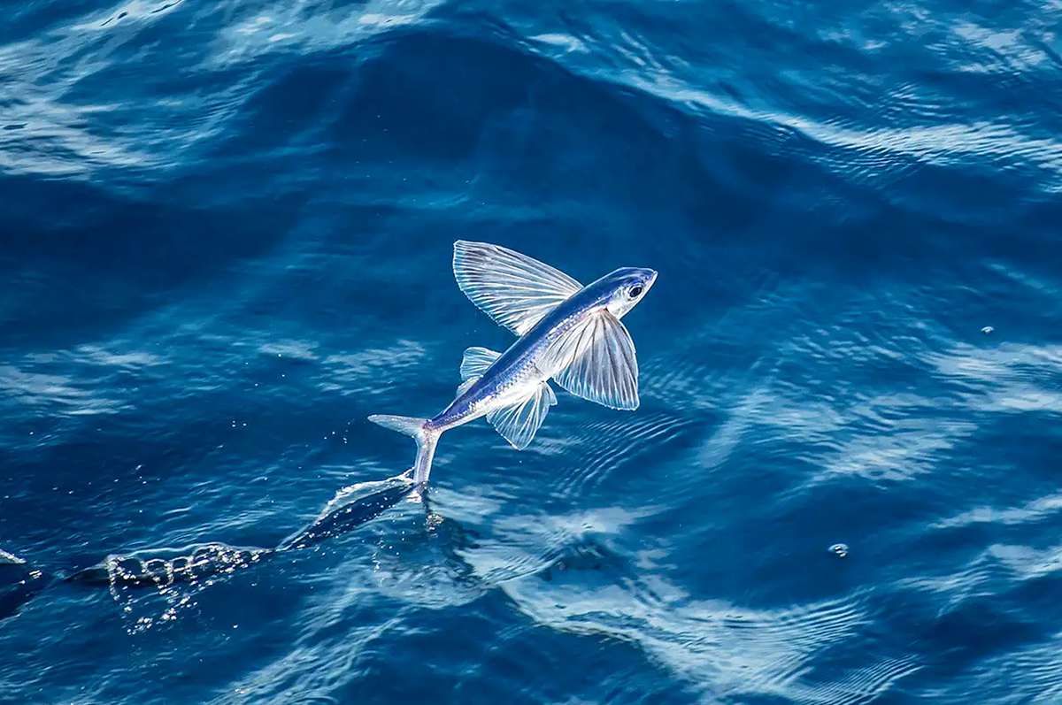 Pin by Rick Bopp on Fishy Fishy Image sharing, Fish, Animals