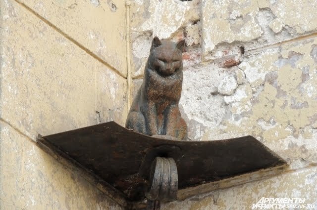 Кот Елисей приносит людям удачу. Фото: АиФ / Яна Хватова