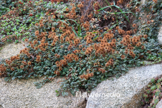 Источник: https://www.flowermedia.com/stock-photo/acaena-microphylla-kupferteppich-new-zealand-bur-106484-15454.html