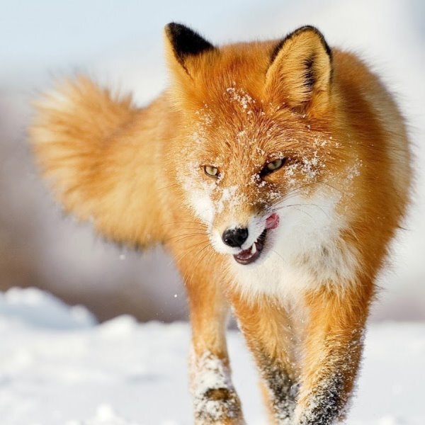 ...вот такое, с зубами!.. И неважно, что ничего такого он, разумеется, не планировал!