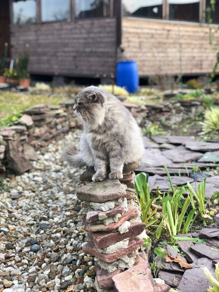 Наш кот Филя сидит на той части заборчика, которая рухнула. Везде фото автора.